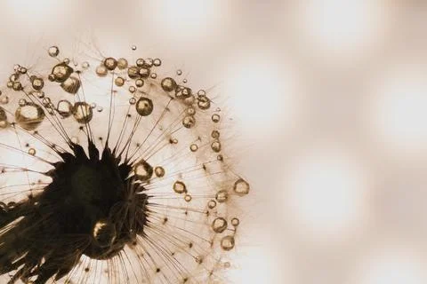 Dandelion close-up in artistic processing, background image Stock Photos