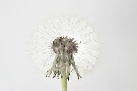 Dandelion close-up in artistic processing, background image Stock Photos