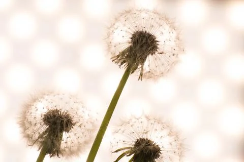 Dandelion close-up in artistic processing, background image Stock Photos