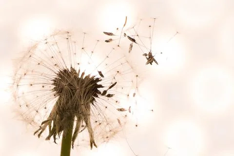Dandelion close-up in artistic processing, background image Stock Photos