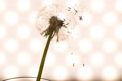 Dandelion close-up in artistic processing, background image Foto stock