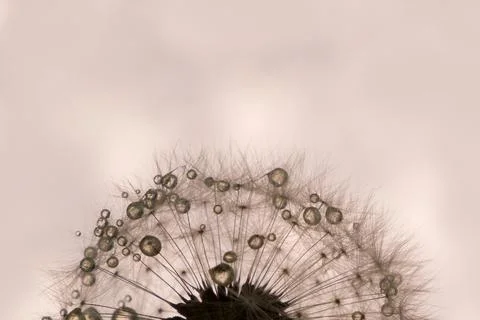Dandelion close-up in artistic processing, background image Stock Photos