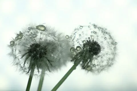 Dandelion close-up in artistic processing, background image Stock Photos
