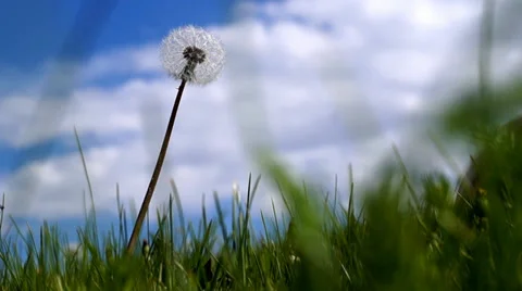 Dandelion close up on blue sky background Stock Footage 37322709