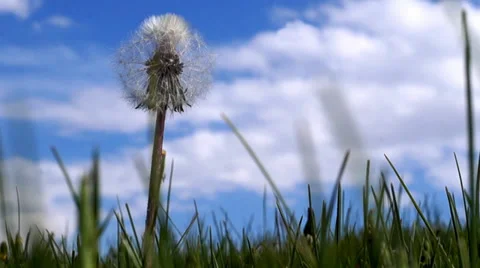 Dandelion close up on blue sky background Stock Footage 37322833