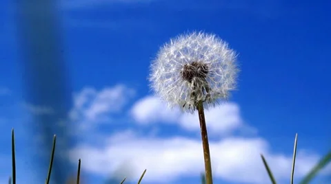 Dandelion close up on blue sky background Stock Footage 37323024