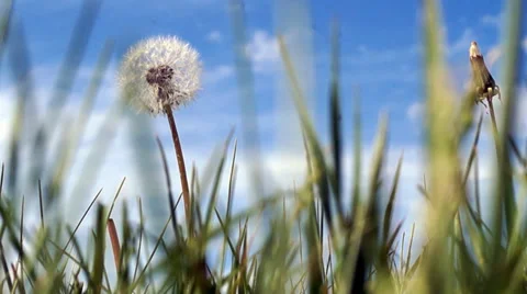 Dandelion close up on blue sky background Stock Footage 37323198