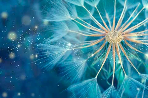 Dandelion close-up in blue tones Stock Photos
