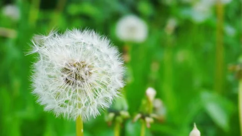 Dandelion close-up, on a blurred background. Stock Footage 111390747