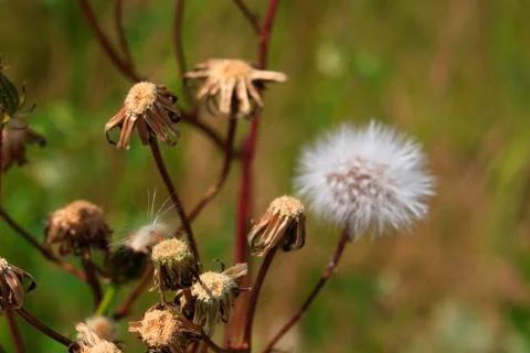 Dandelion close-up on blurred background Stock Photos