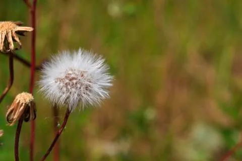 Dandelion close-up on blurred background Stock Photos
