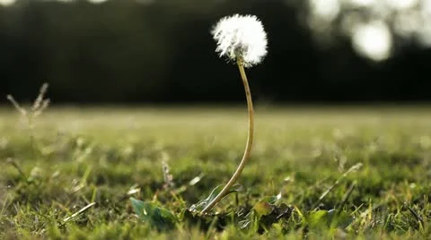 Dandelion Close Up- Color Corrected Stock-Footage 12384602