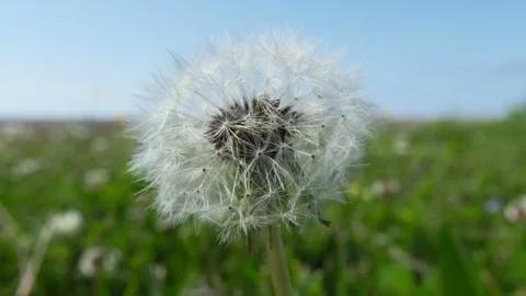 Dandelion close-up, flower on green background in windy weather Stock Footage 307519347