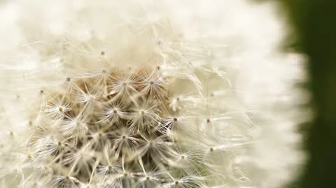 Dandelion close-up Stockbeeldmateriaal 11241509