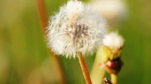 Dandelion close-up Stock Footage 11241551
