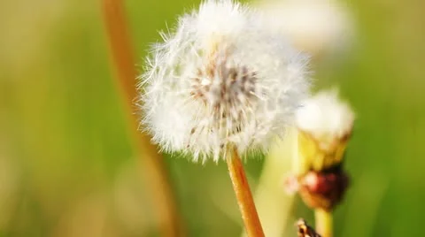 Dandelion close-up Stockbeeldmateriaal 11241579