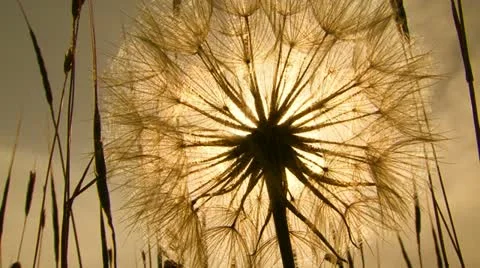Dandelion. Close-up Stock Footage