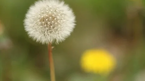 Dandelion close up Stock Footage 77049441