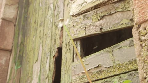 Dandelion close up Vidéo 143734695