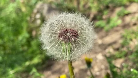 Dandelion close up Stock Footage 346501132