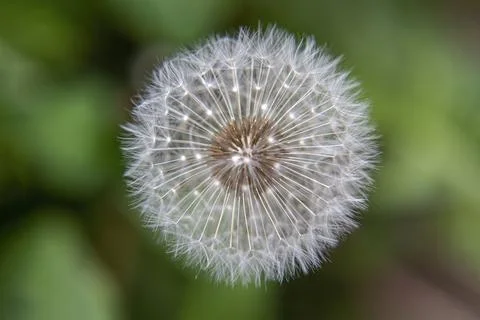 Dandelion close-up, foreground focus, displaying fragility, freshness, and .. Stock Photos