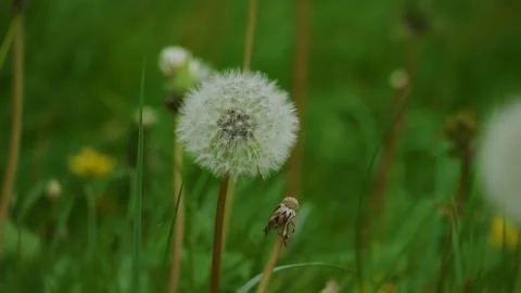 Dandelion close-up on green grass background Stock Footage 311955659