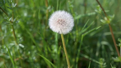 Dandelion in close-up on a meadow Stock Footage 130117063