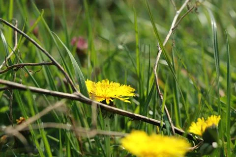 Dandelion as a close up on a meadow Foto stock