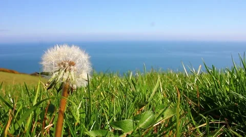 Dandelion close up, ocean background Video stock 48975883