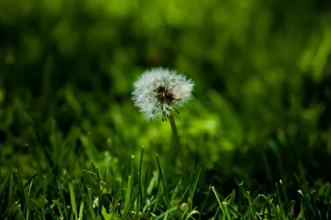 Dandelion Close Up In The Park Stockfoto's