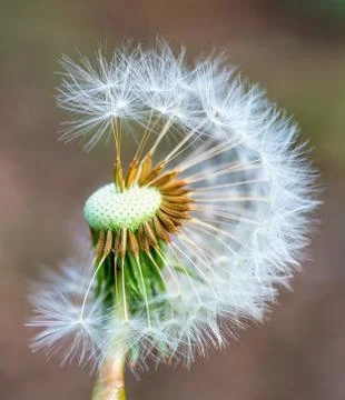 Dandelion  close-up Stock Photos