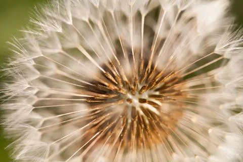 Dandelion close-up Stock Photos