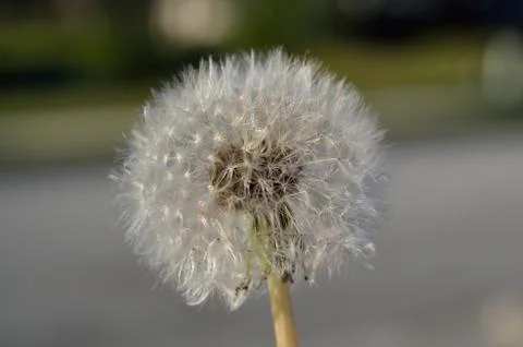 Dandelion close Stock Photos