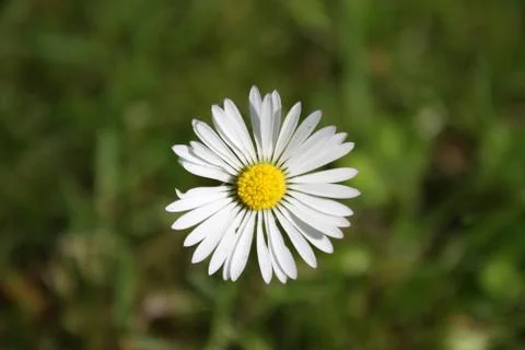 Dandelion close up Stock Photos