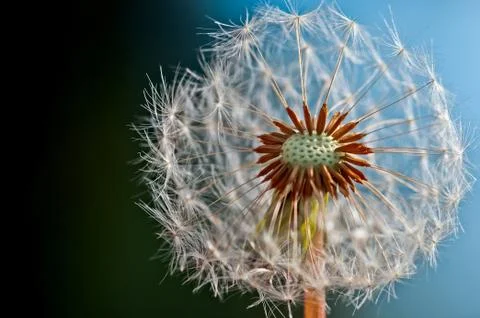 Dandelion - Close up Stock Photos