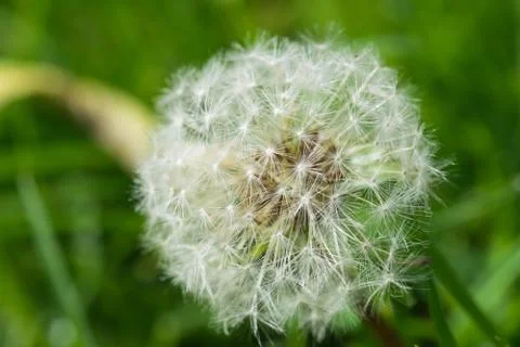 Dandelion close-up. Stock Photos