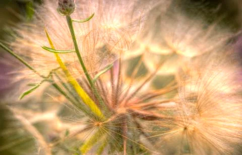 Dandelion close 写真素材