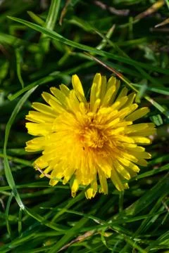 Dandelion Close Up Foto stock