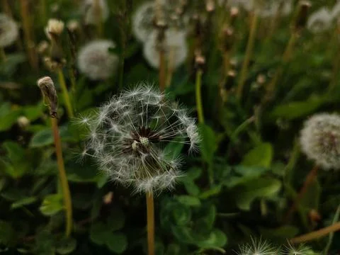 Dandelion close up 写真素材