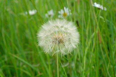 Dandelion Close Up of Seed Head Stock Photos
