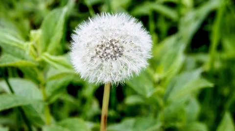 Dandelion close up. spring white fluffy dandelion flower on a green bokeh Stock Photos