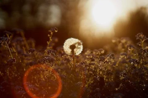 Dandelion close-up at sunset Stock Photos