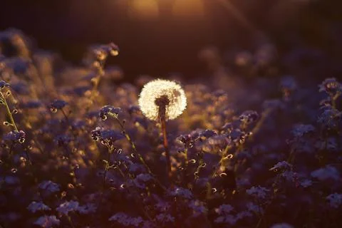 Dandelion close-up at sunset Stock Photos