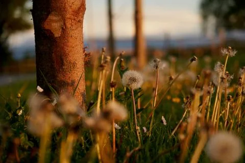 Dandelion close-up at sunset Stock Photos