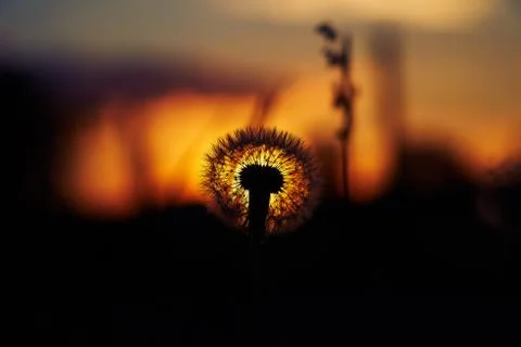 Dandelion close-up at sunset Stock Photos