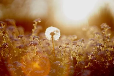 Dandelion close-up at sunset Stock Photos