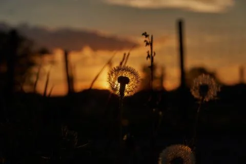 Dandelion close-up at sunset Stock Photos