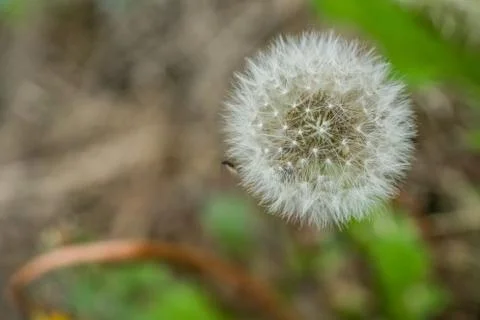 Dandelion close up surrounded by grass Stock Photos