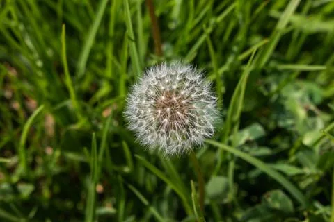 Dandelion close up surrounded by grass Stock Photos