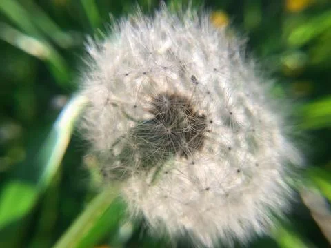 Dandelion close-up under the sun Stock Photos